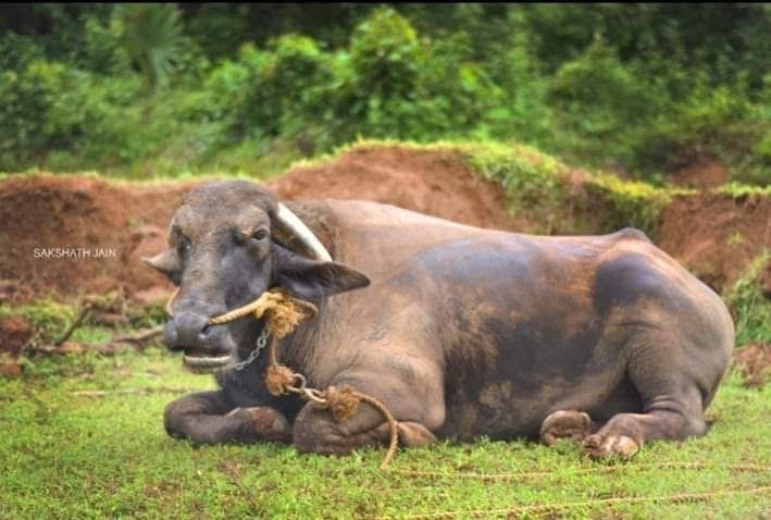 ಬೊಟ್ಟಿಮಾರ್