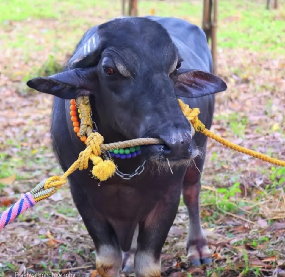 ರಾಕೆಟ್ ಬೊಲ್ಲೆ