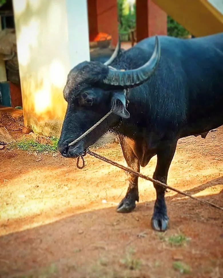 ಕುಟ್ಟಿ